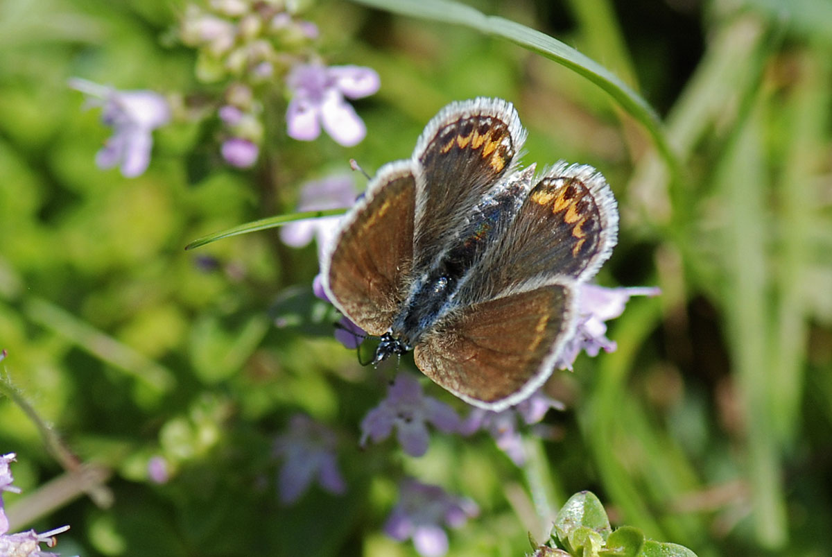 Lycaenidae da id.